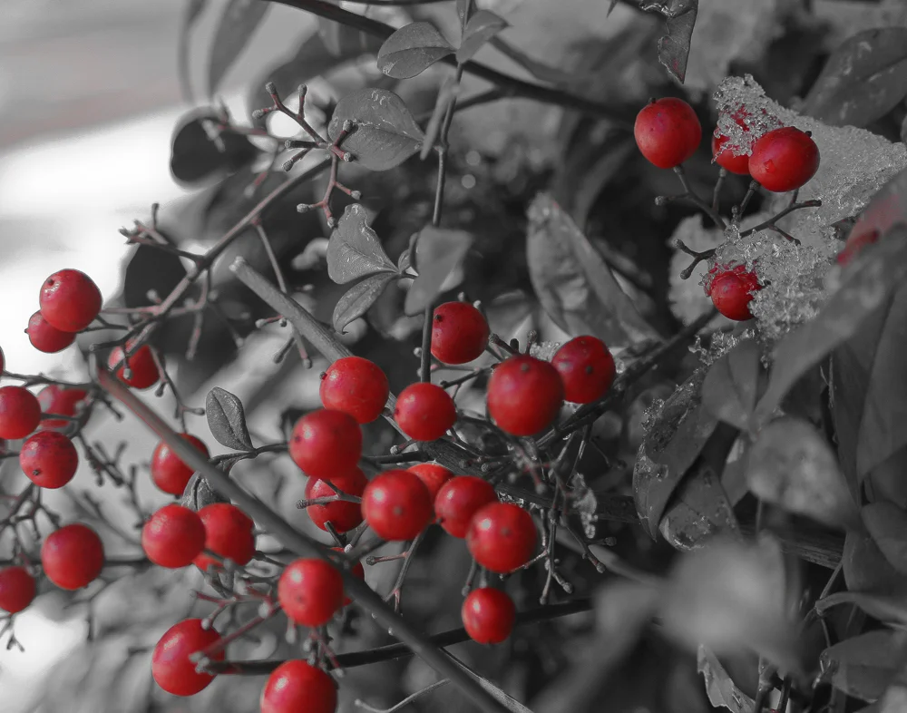 Berries in Snow