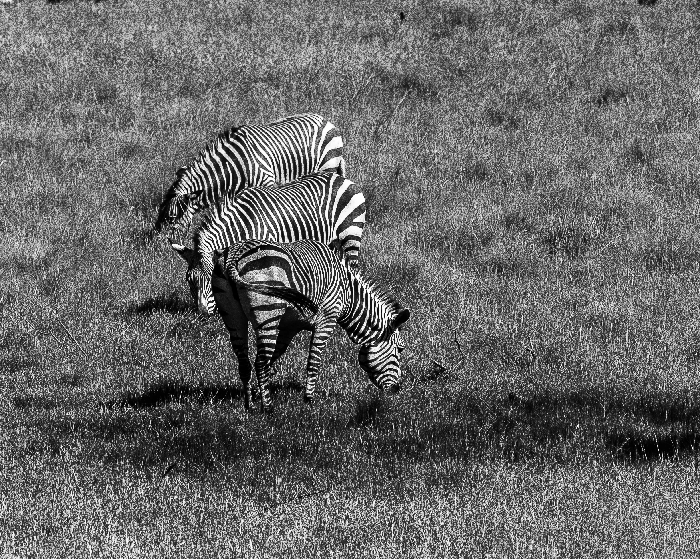 Zebras - Fossil Rim