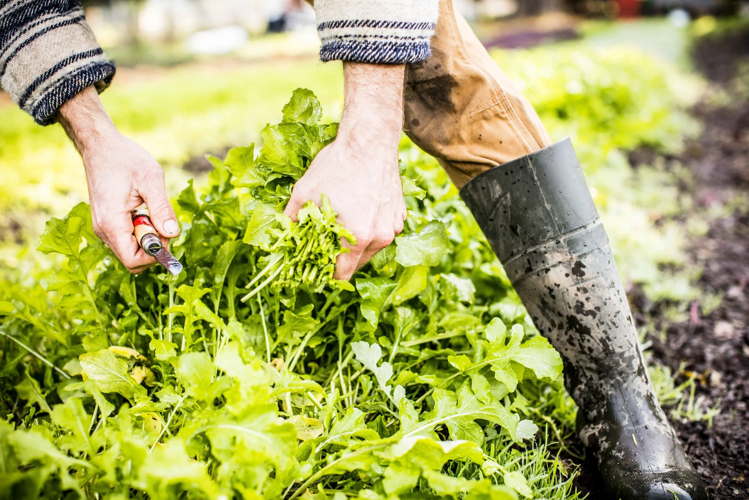 KinsfolkFarm_012.JPG
