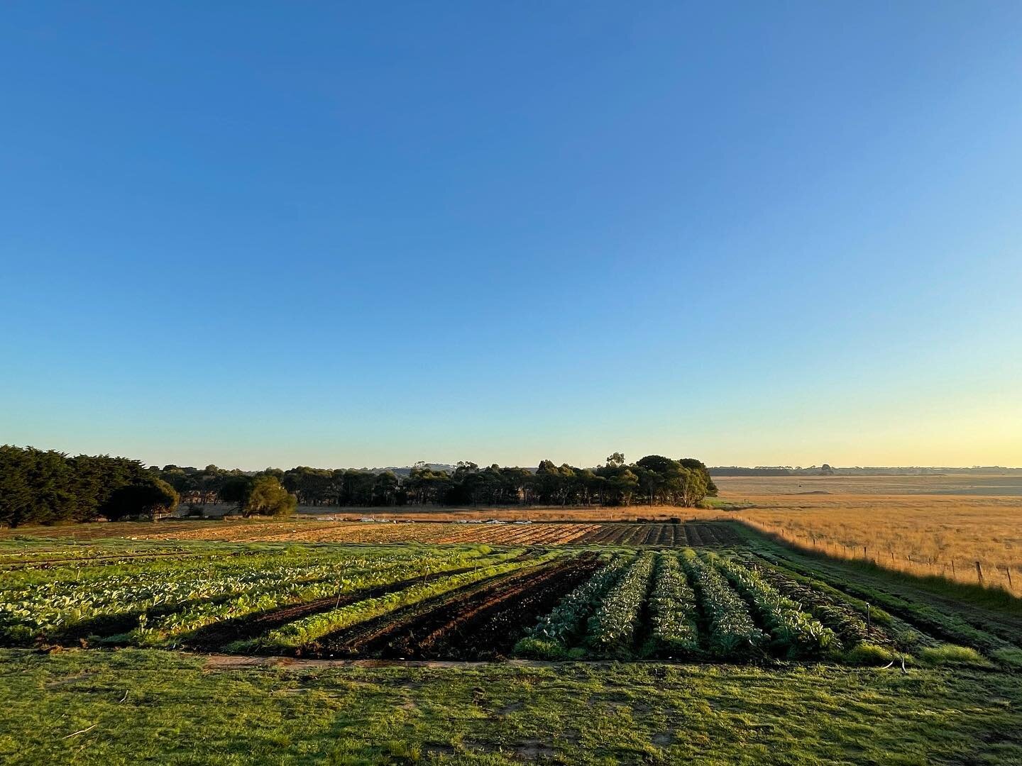 We&rsquo;ve been busily putting the farm into sleepy mode as we prepare to go on our annual winter holly up to northern NSW. 

Our beds are either full of sweet winter crops 🥬🥦🌿 or seeded with cover crops to ready them for spring 🌱🌱🌱🌱🌱🌱 

Fr