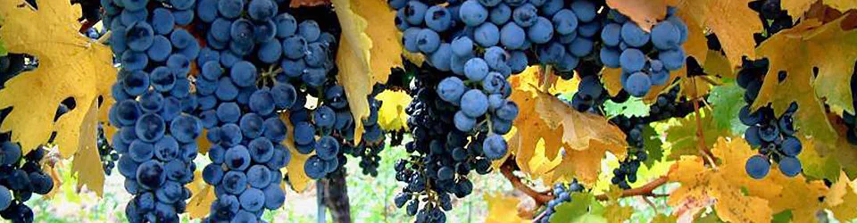 A grape cluster growing on Jespersen Ranch in Edna Valley.