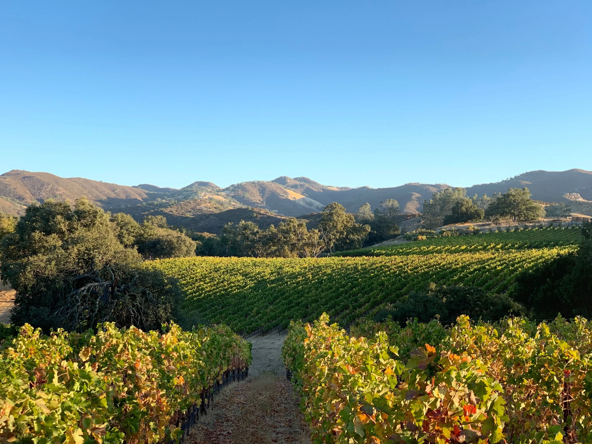 slo-vineyard-hills.jpeg