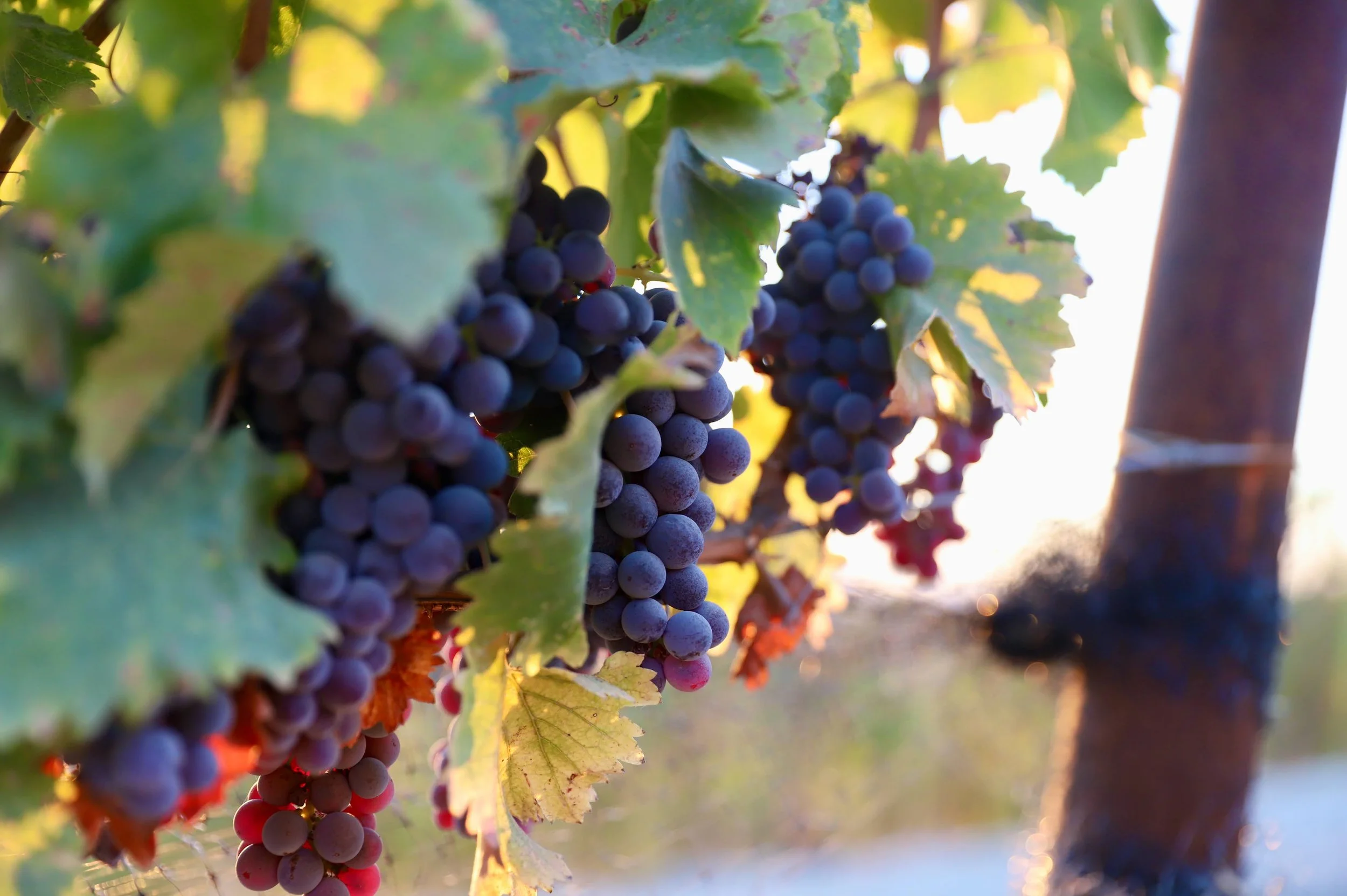 Podium Wine Club Release Event