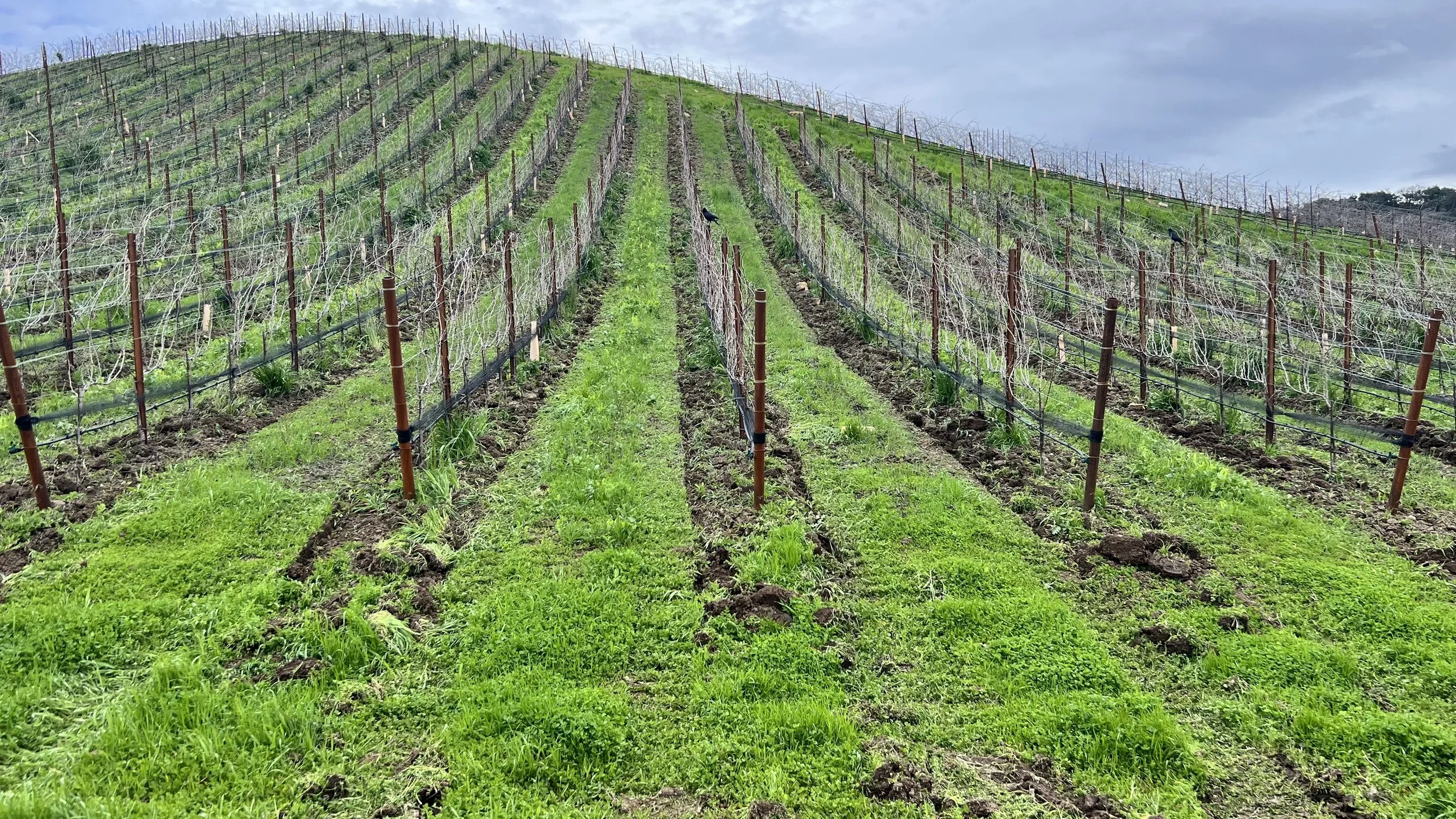Regenerative Viticulture