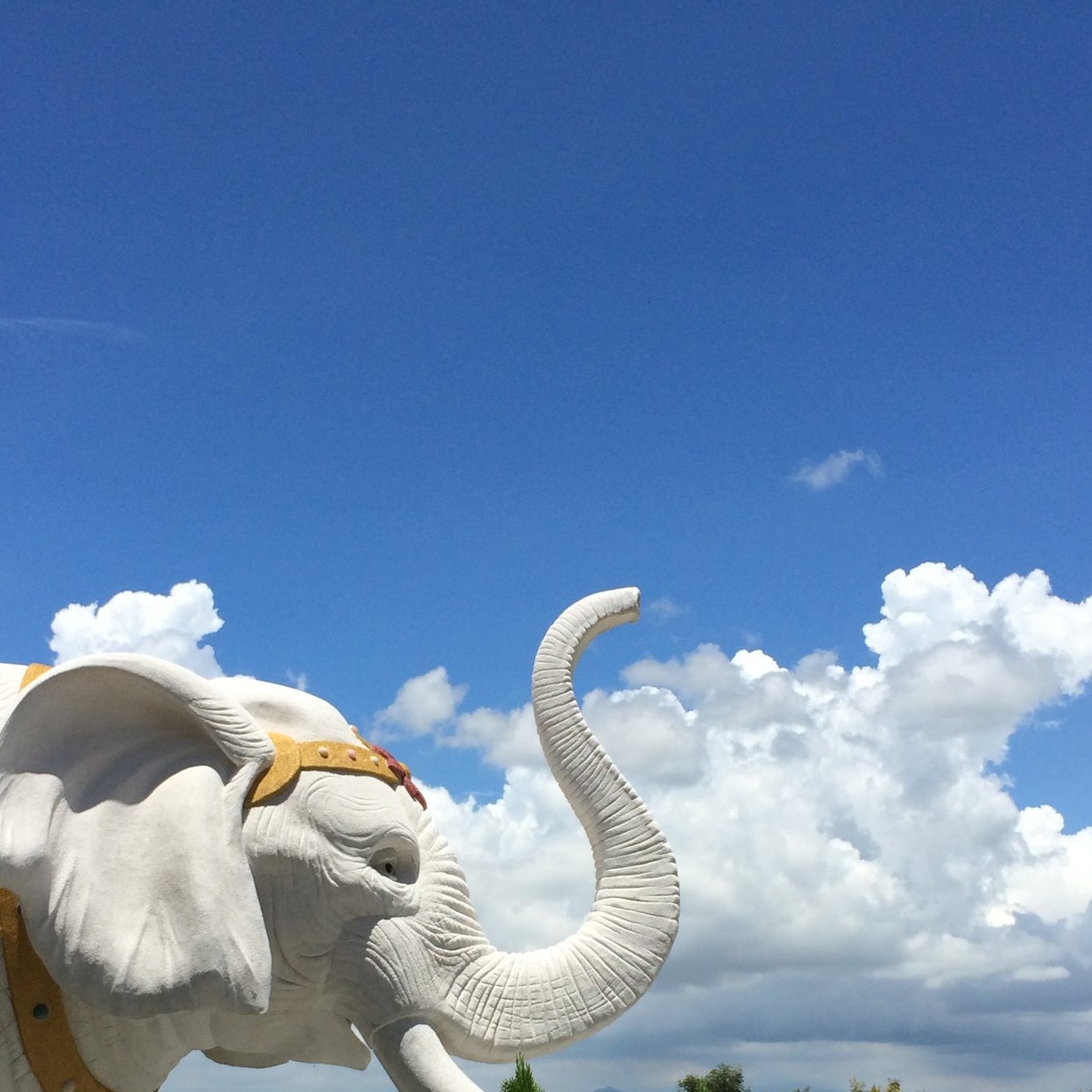 The high-speed railway – a white elephant project?