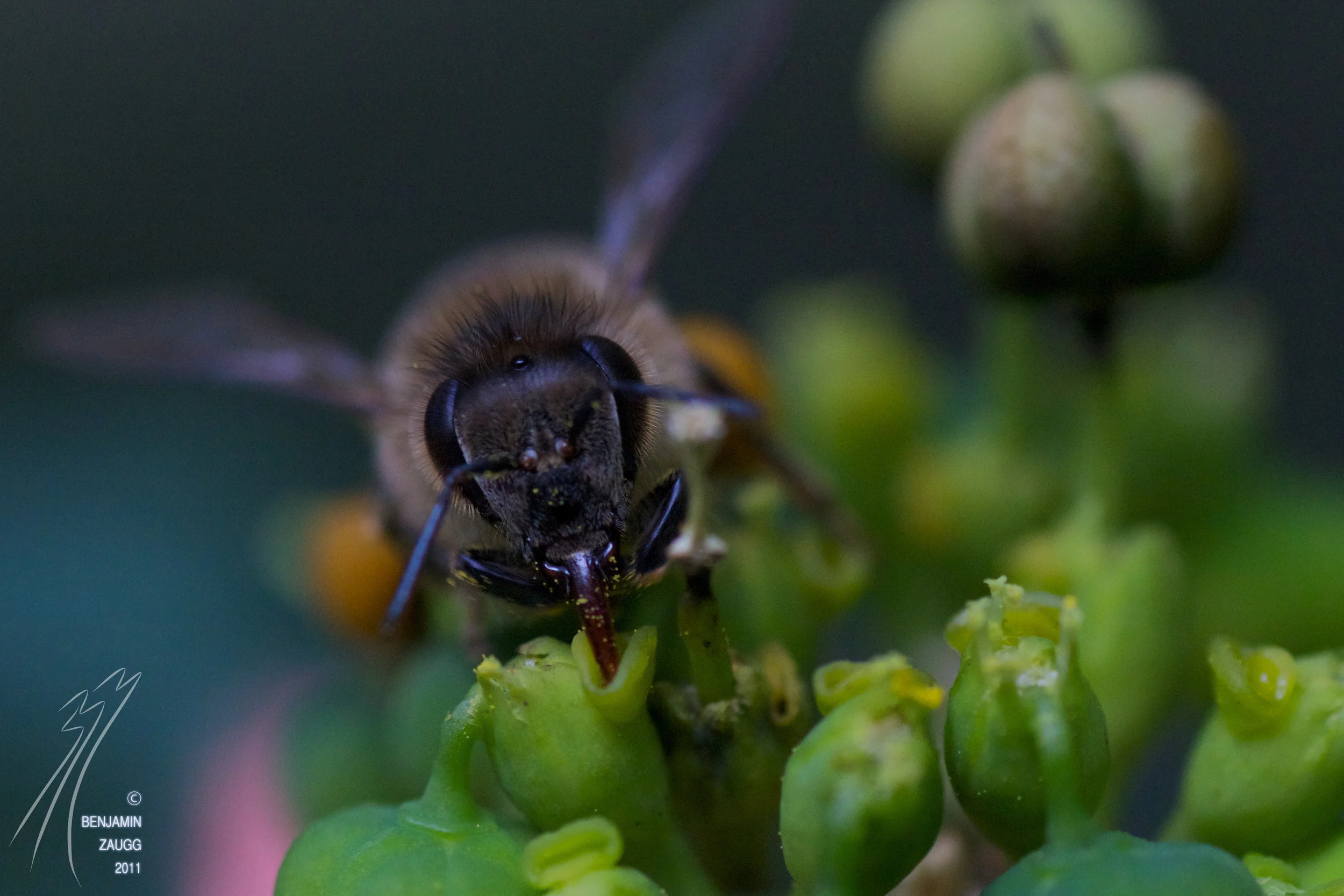 Nectar