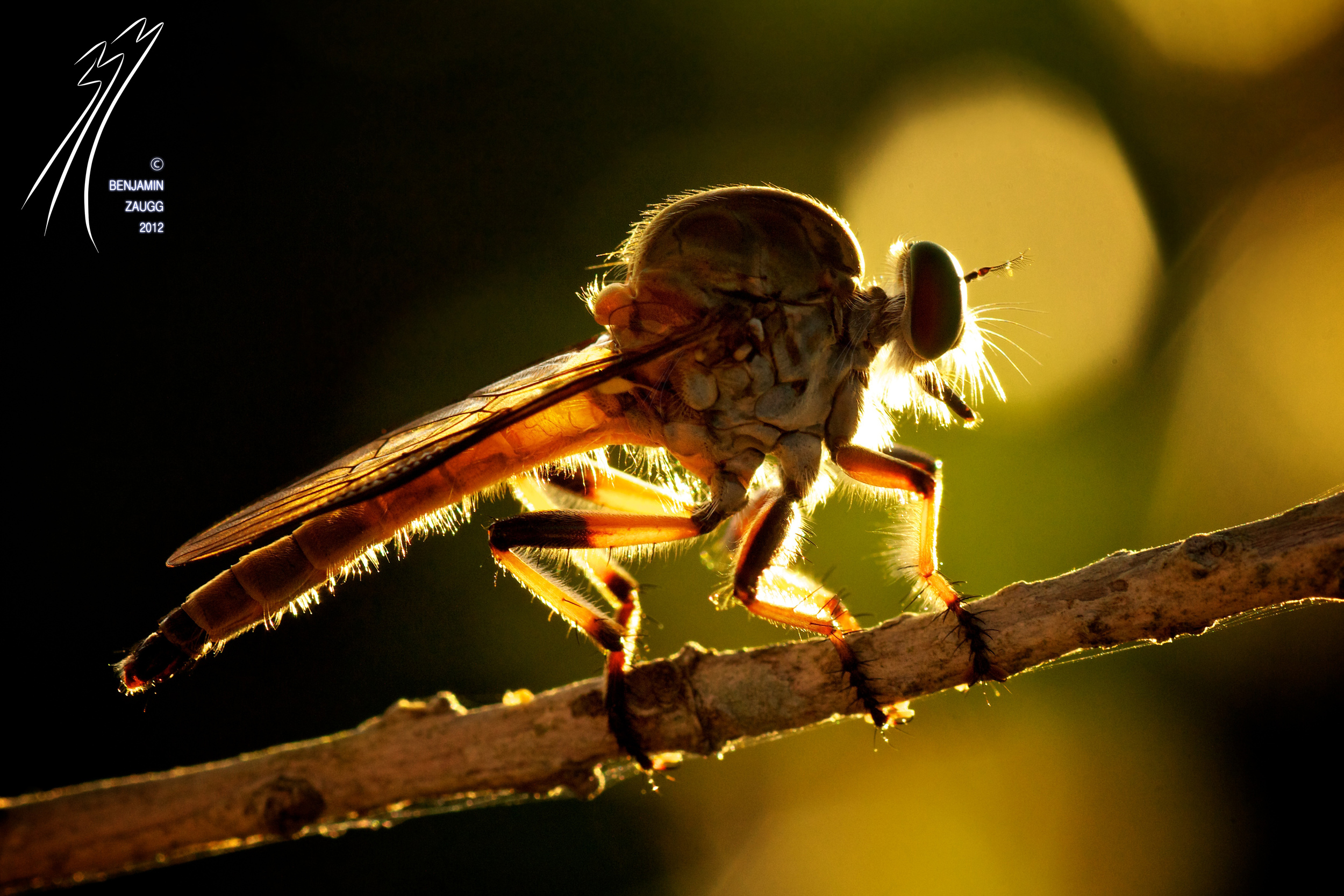 Sunset Perch