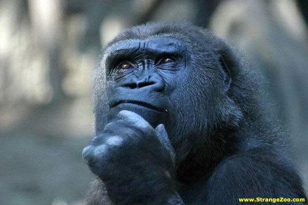 gorilla deep thought.jpg