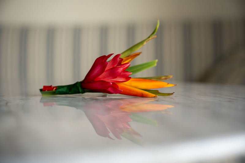 0003_A vibrant colorful flower lies on a smooth reflective surface.jpg