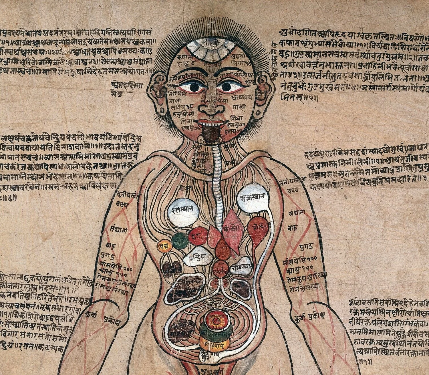 The_Ayurvedic_Man.%2C_c.18th_century_Wellcome_L0017592.jpg
