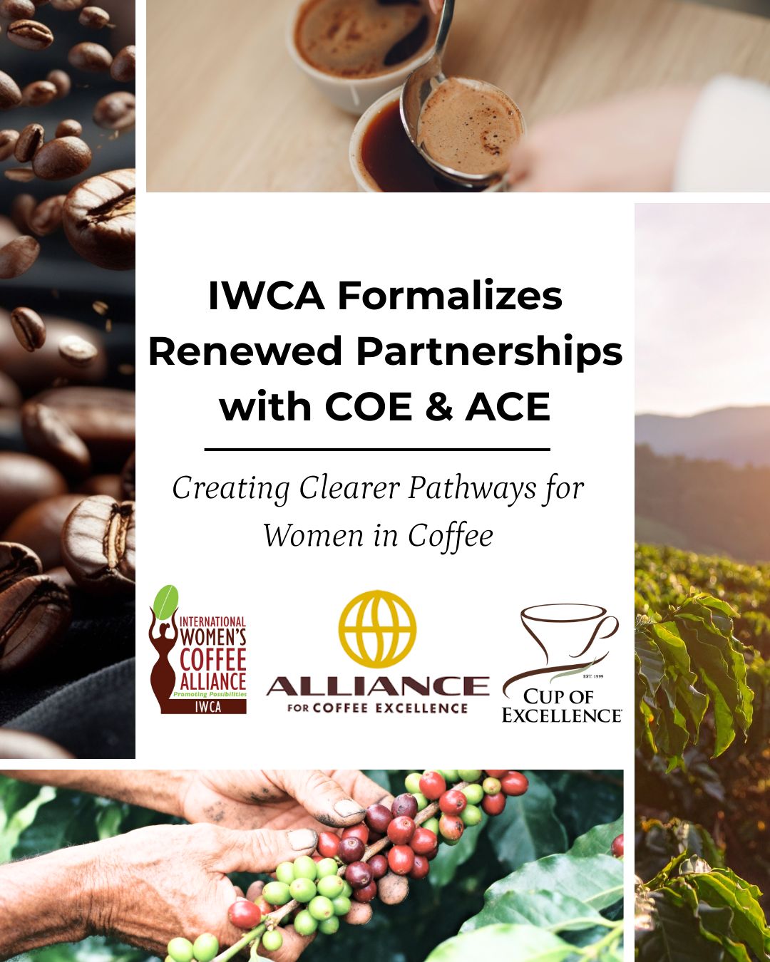 IWCA Formalizes Renewed Partnerships with Cup of Excellence and Alliance for Coffee Excellence