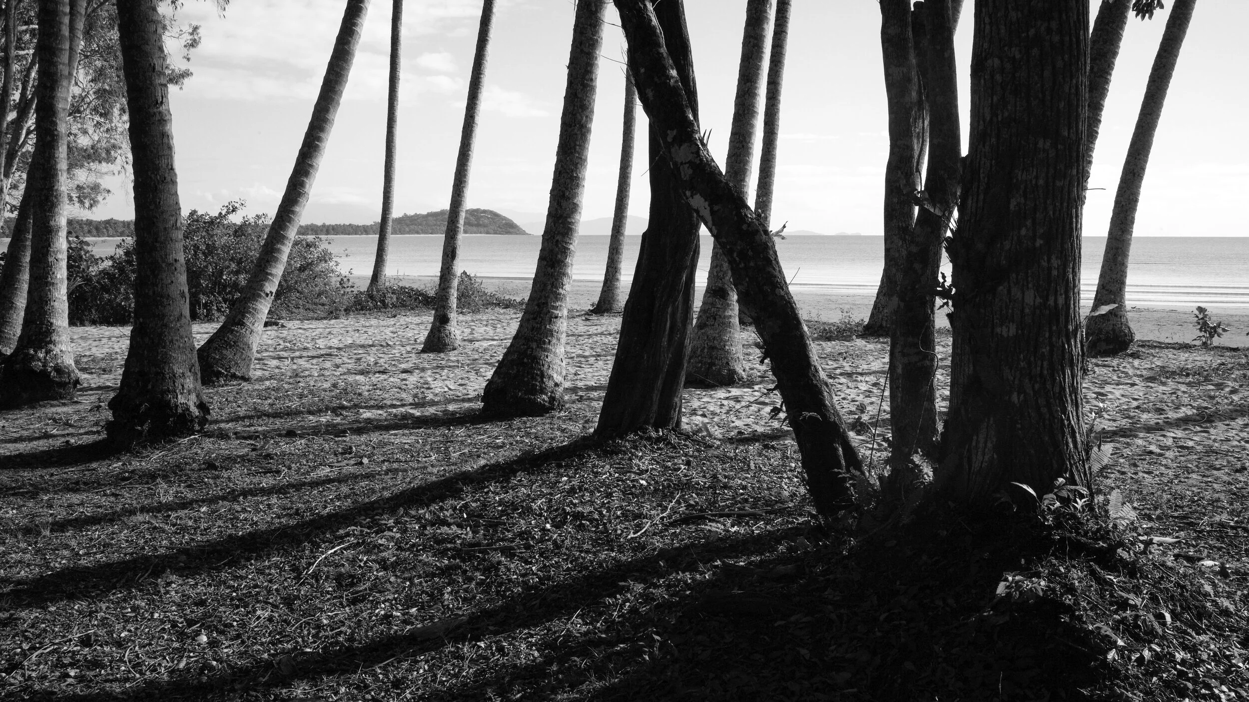 Port Douglas sunset through trees.jpg