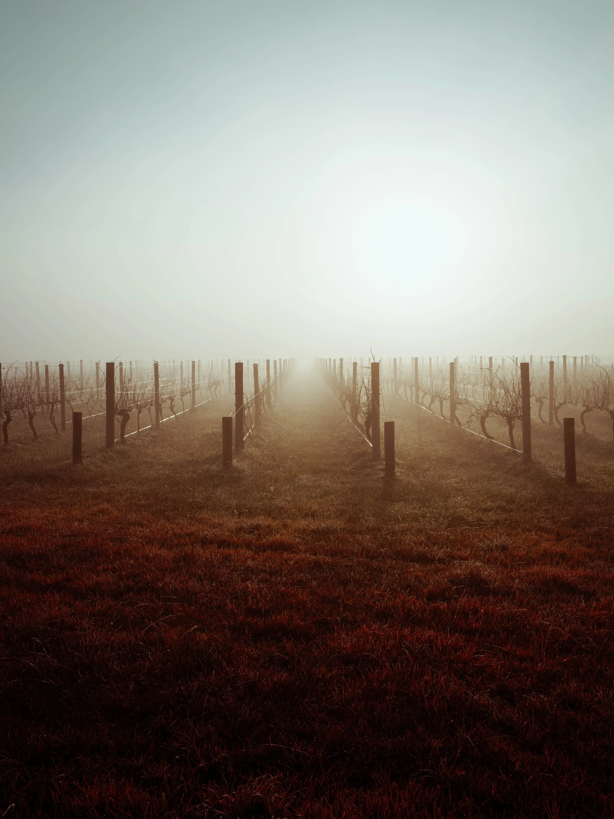Winter vineyard fog.jpg