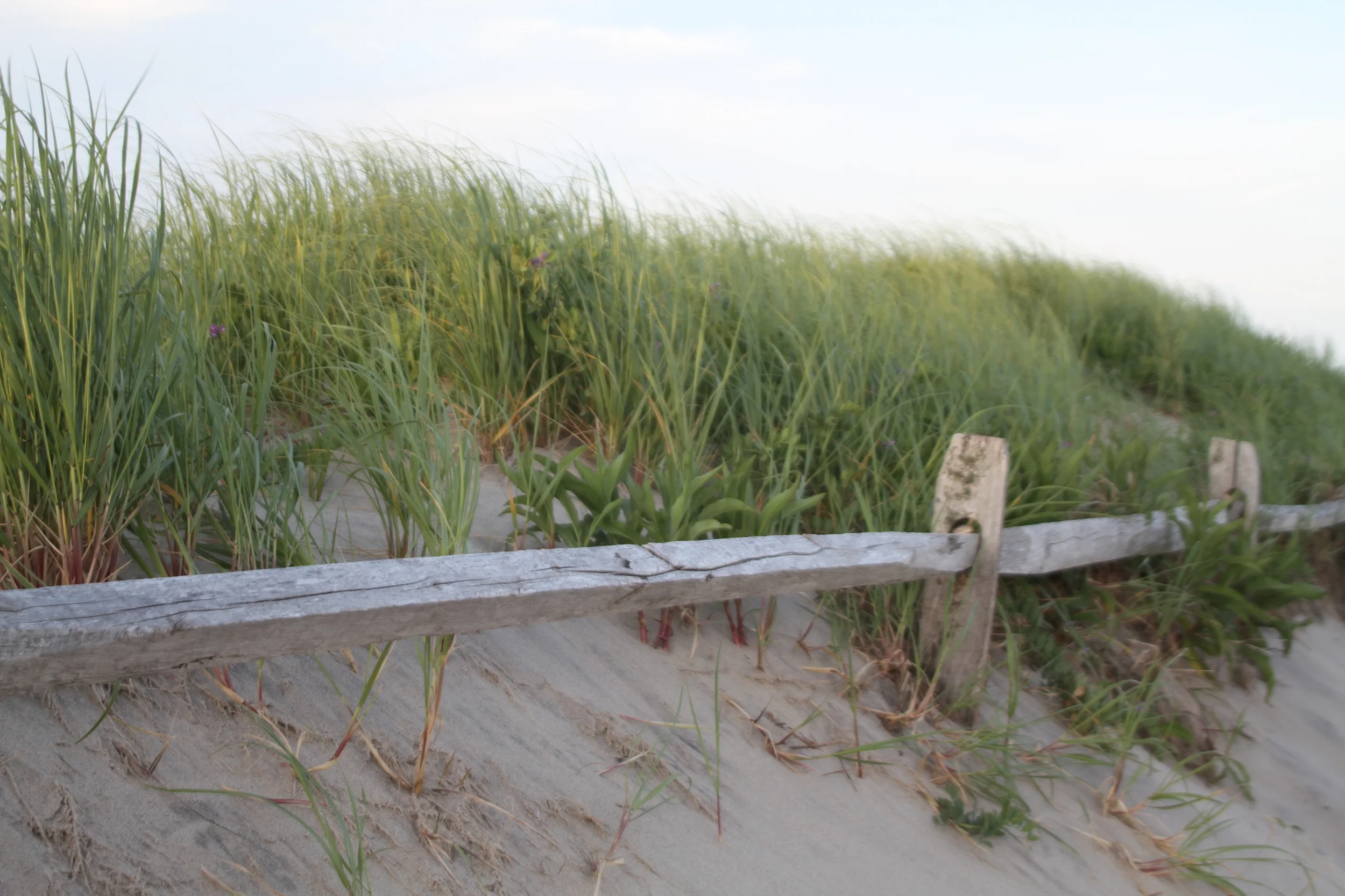 Cape Cod 2013 005.JPG