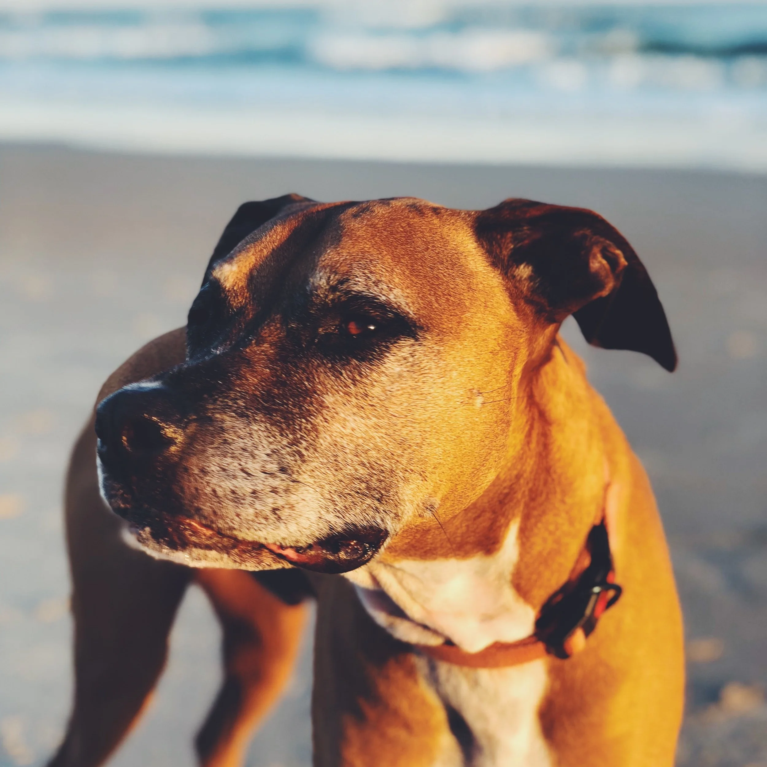 Pup on the Beach
