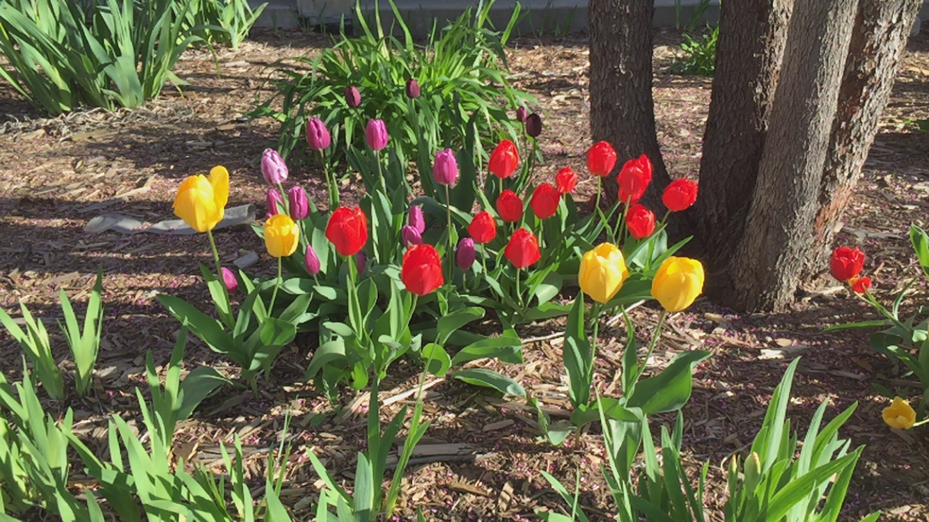 Flowers - Full Color.PNG