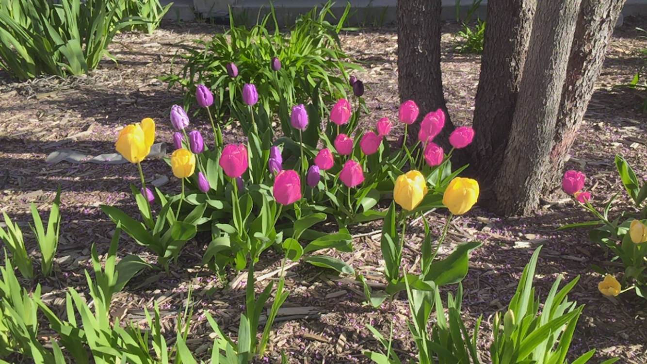 Flowers - Daltonize Deuteranopia.PNG