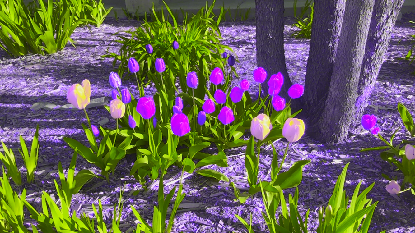 Flowers - Daltonize Tritanopia.PNG