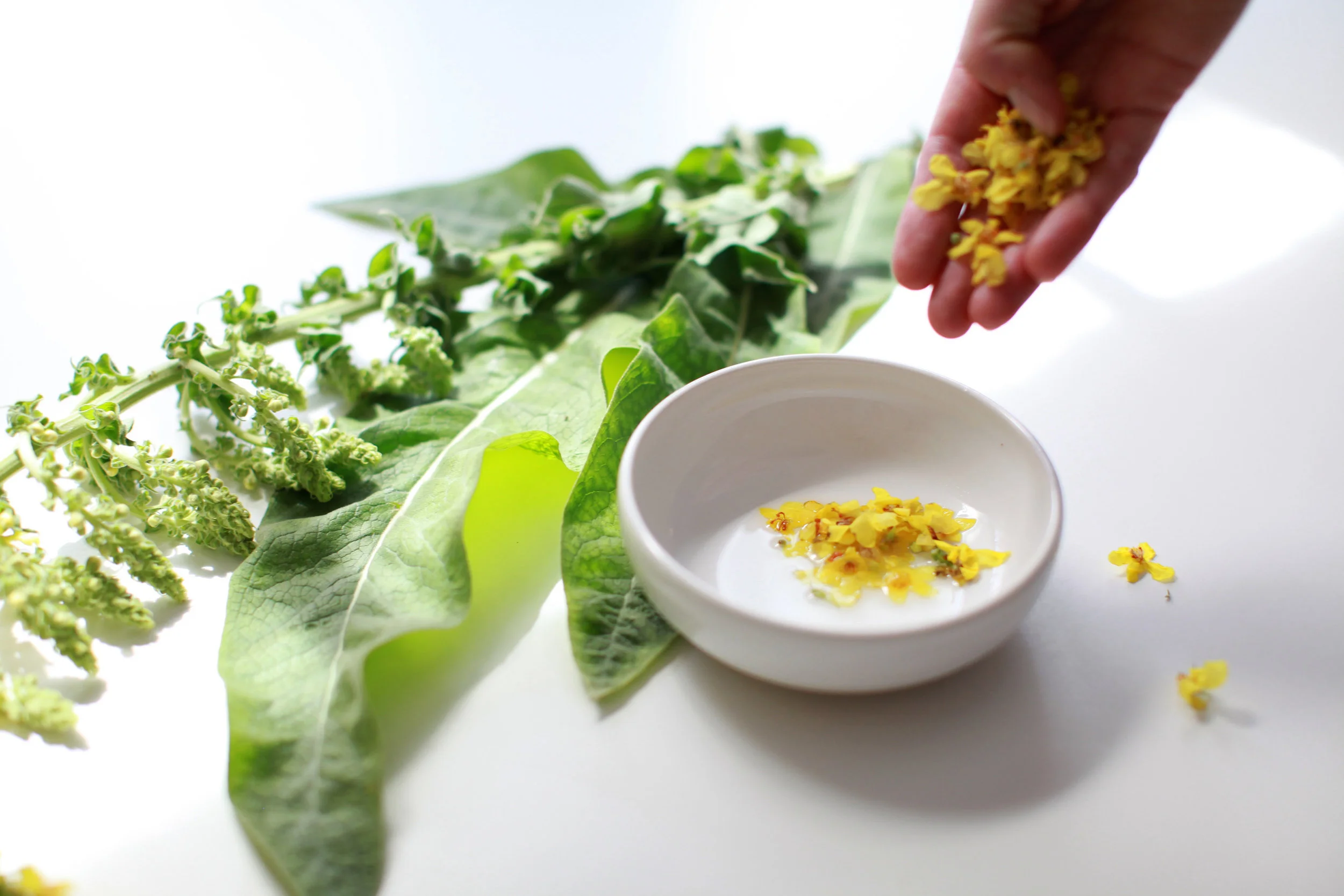 Integrative Coaching Mullein.jpg