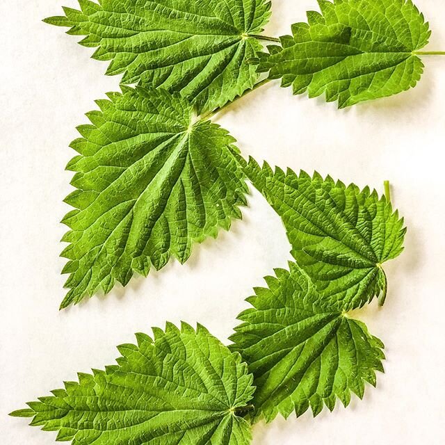 If we slow down and listen we know that the plants are here to hold us. I love that when I gaze at nettle all I see is the heart shape of the leaf. While it can sting, if we work slowly it can be gentle. There&rsquo;s a reason so many people are turn