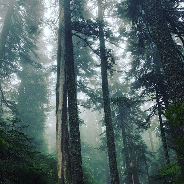 Nature is the womb that heals us. I have been so grateful for the nurturing presence and the wisdom of these trees as a reminder that the path is always deeper inward. #natureheals #treewisdom #inwardjourney