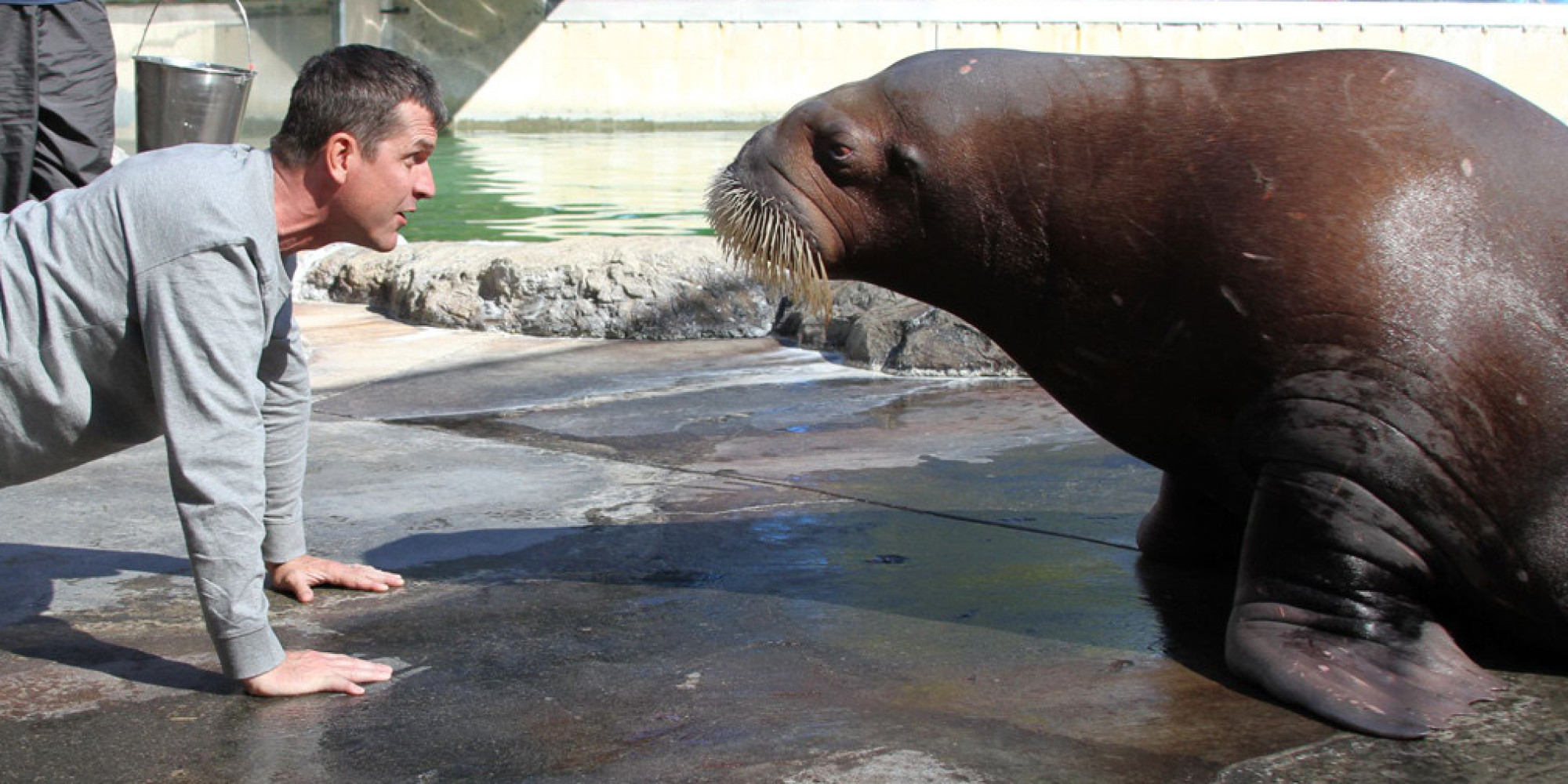 Jim Harbaugh Coaching Up the Walrus
