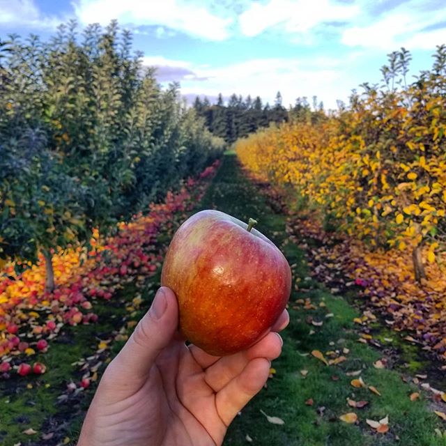 Apple picking in Oregon, and the leaves of fall are beautiful.

#apples #oregon #farmlife #cidertown #fall