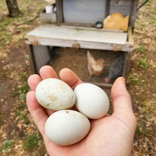 An unexpected, but wonderful surprise for neighborly chicken-sitting 🐔🐔...
...
#texas #chickencoop #eggs #countryliving #countrylife #community #chicken #allnatural #hens #trinity #homesteading
