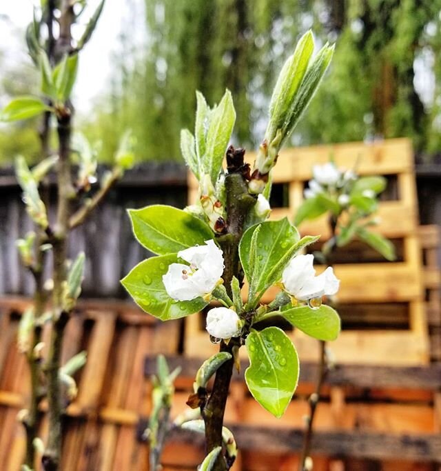 Happy Earth Day earthen inhabitants 🌿🌎💚 Almost like saying &quot;we honor our home&quot;, cheers to mother Earth, Gaia, our biological vessel.
...
So many gratitudes for home, for a little piece of outdoors to tend and cultivate.
...
As we collect