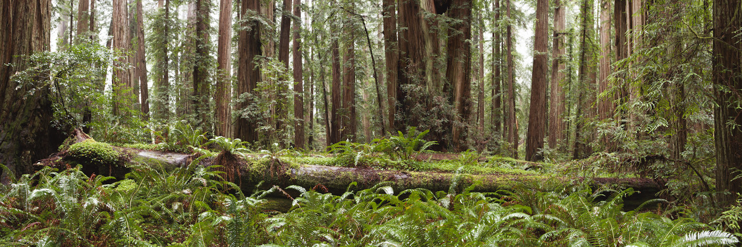 Resting Giants
