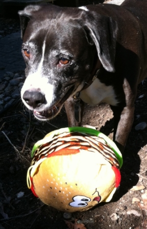 Vinnie the Dog