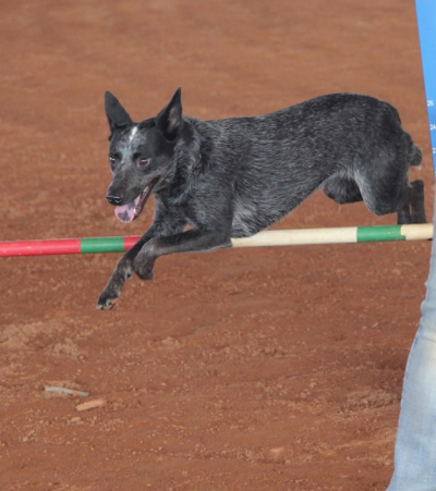 Lulu in action