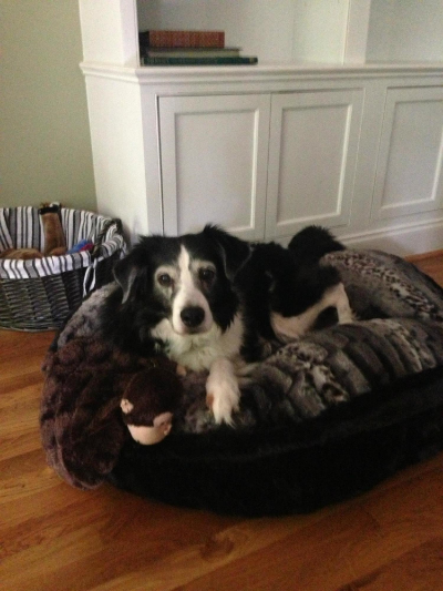 Tashi relaxing at home