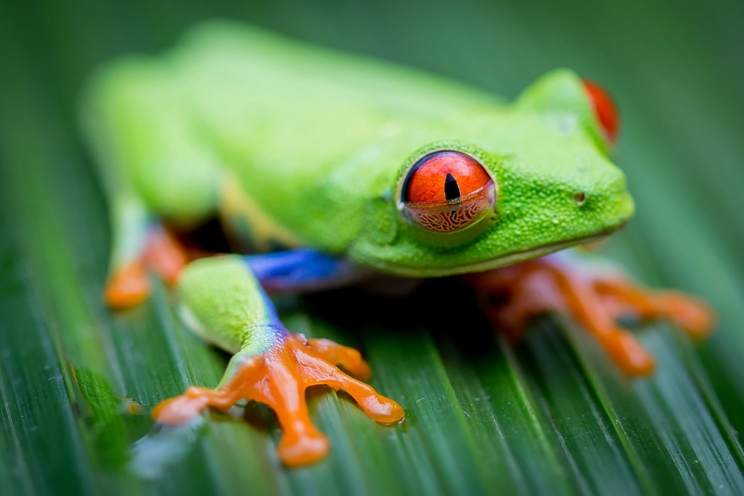 The tree frog was my favorite local species to photograph. They have ridiculously cool colors and their eyes are creepy and cool at the same time. I was lucky enough to have a worker take a sleeping frog out of a tree and give me two minutes to take photos. The frogs are nocturnal and are high in the trees sleeping during the day time. For these photos I used my 100mm macro lens. I love the detail in the eyes of these little guys! Besides the tree frog, we were also able to see various species of the dart frog.