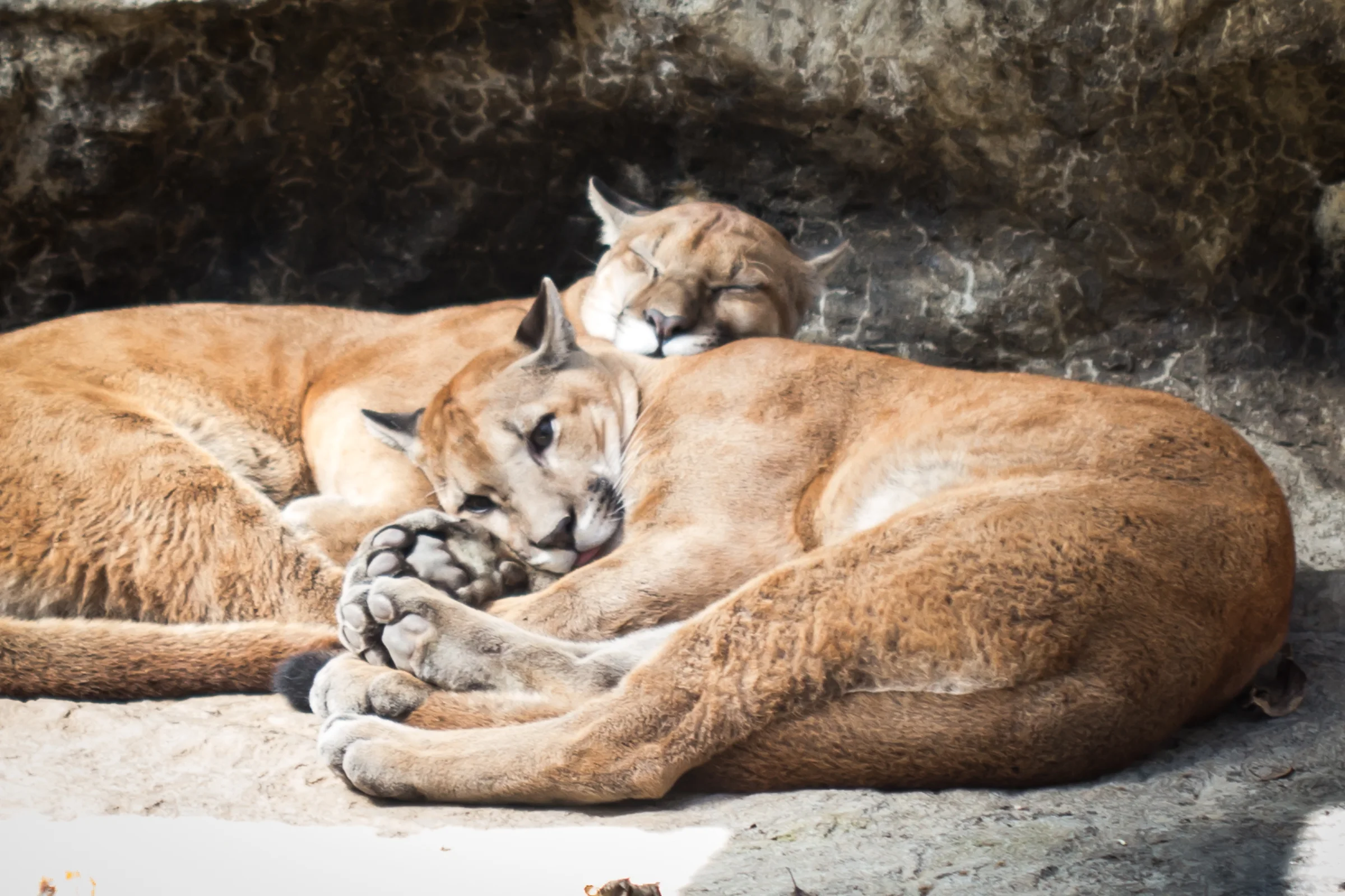 Pumas cuddling