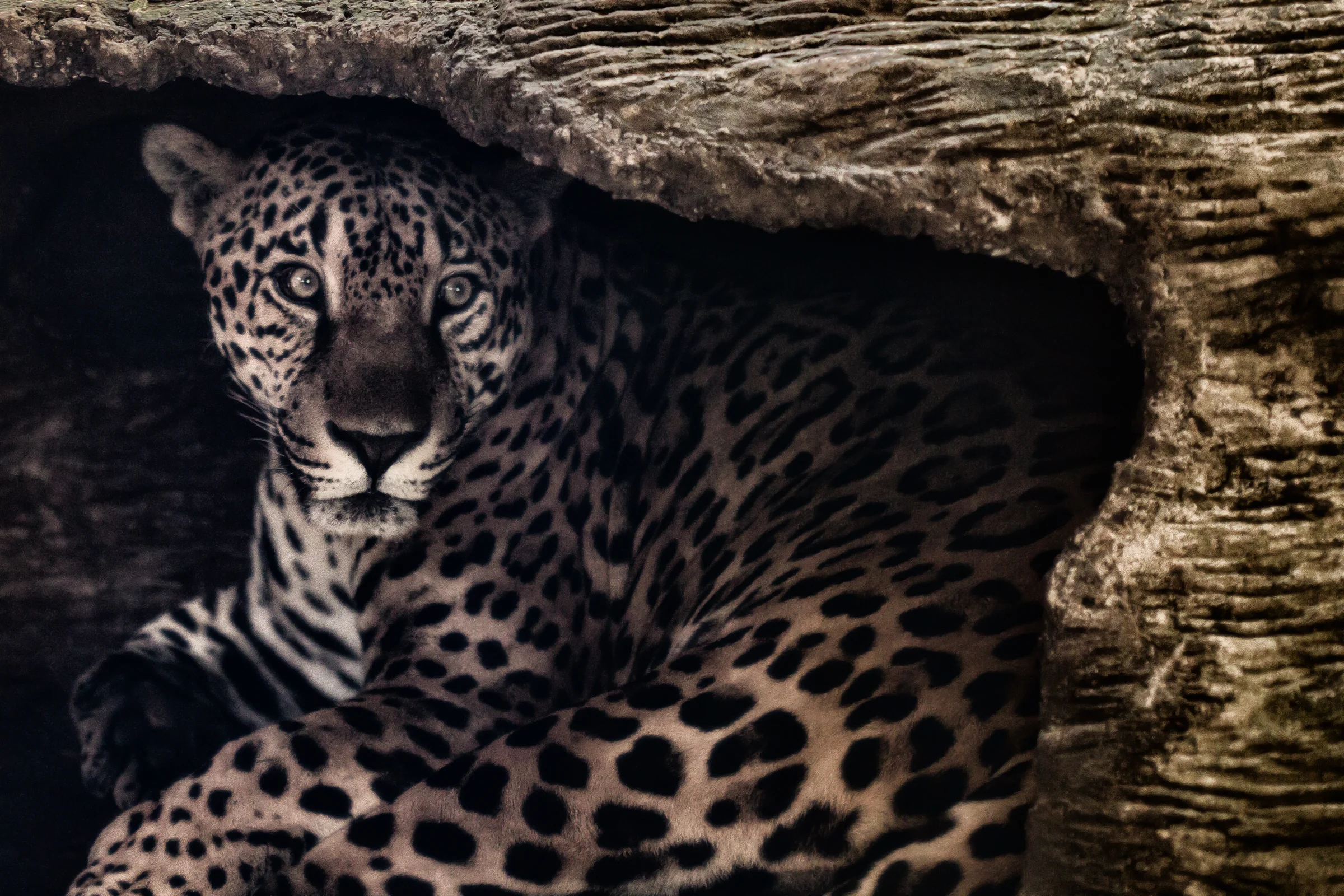The jaguar and his mighty spots