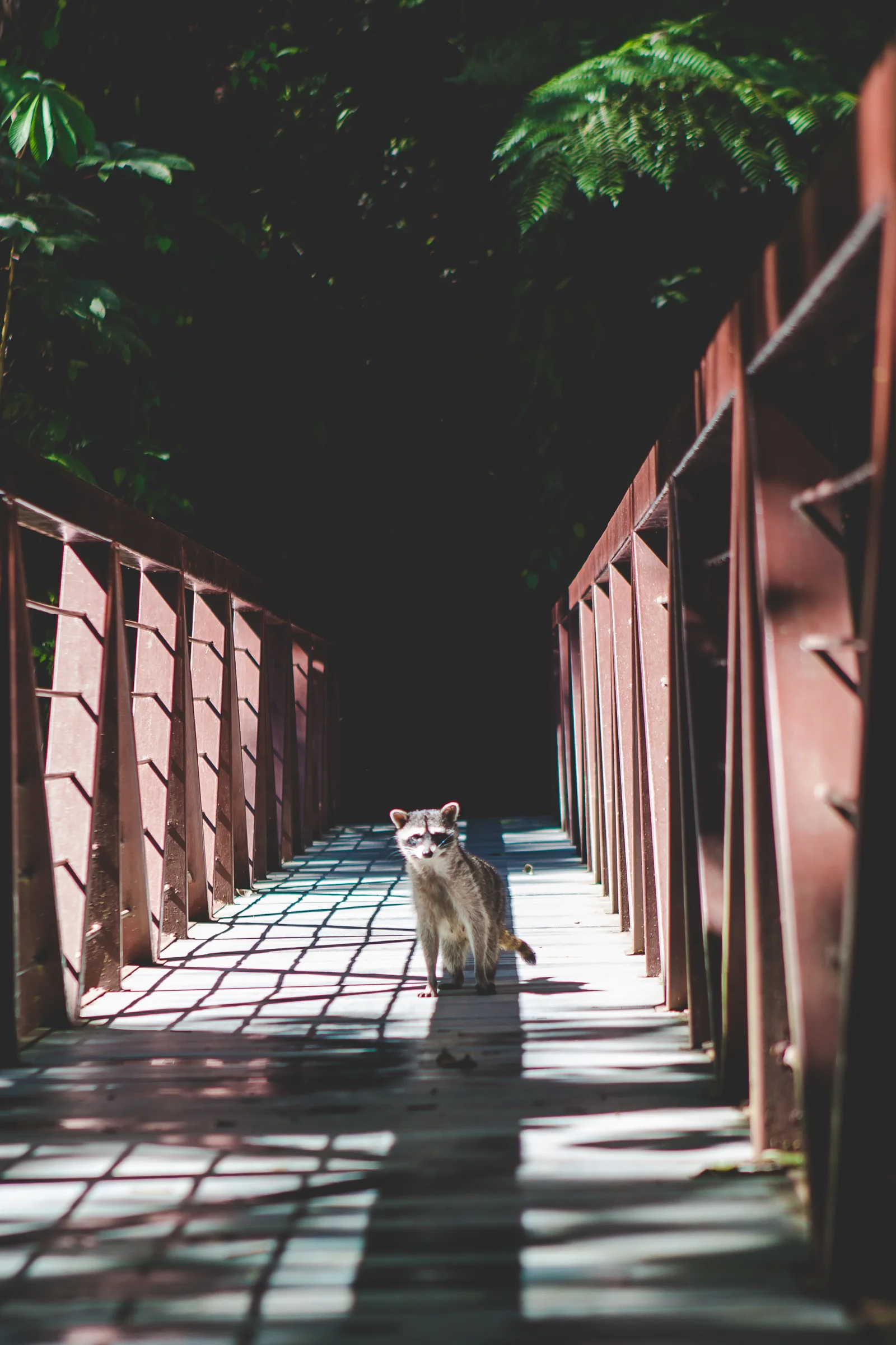 This little guy kept creeping up on us during our hike. He would get really close and then back off. This repeated a few times until he climb down the side of the bridge. 