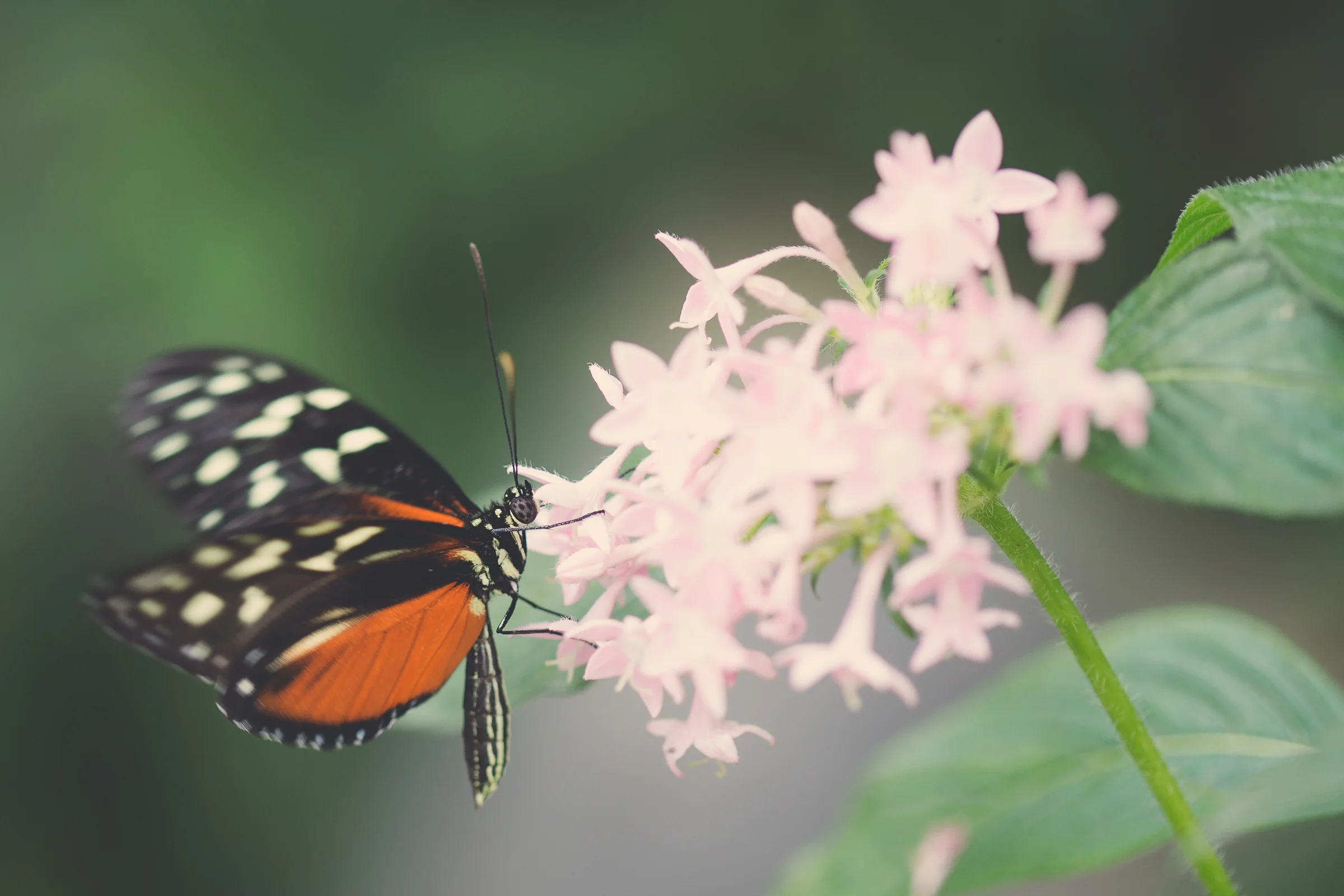 The butterfly exhibit provided a chance to get up close with various species. With the macro lens I was able to capture extreme details in these little creatures. 