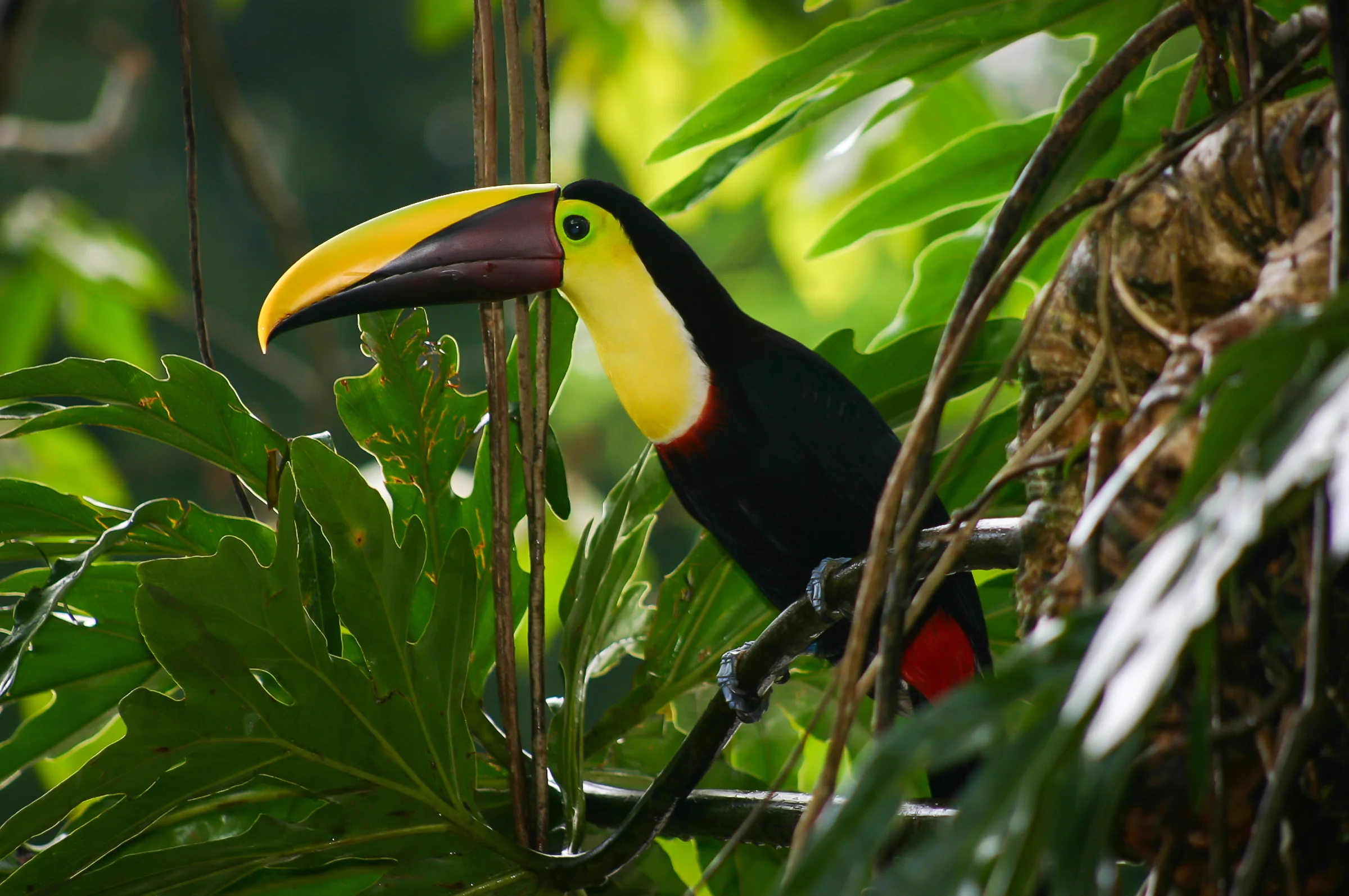 Chestnut-mandibled toucan