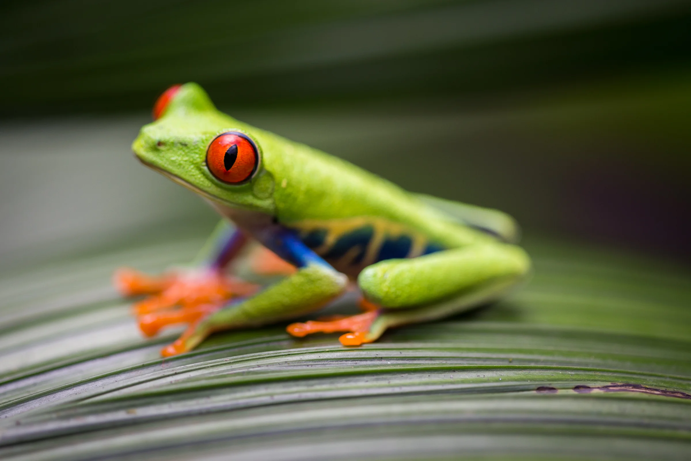 Costa Rica Part I: Trip Itinerary & La Paz Waterfall Gardens