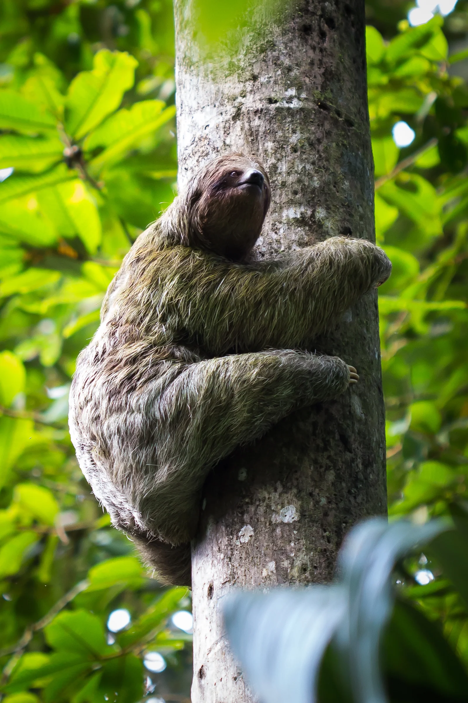 The original tree-hugger!