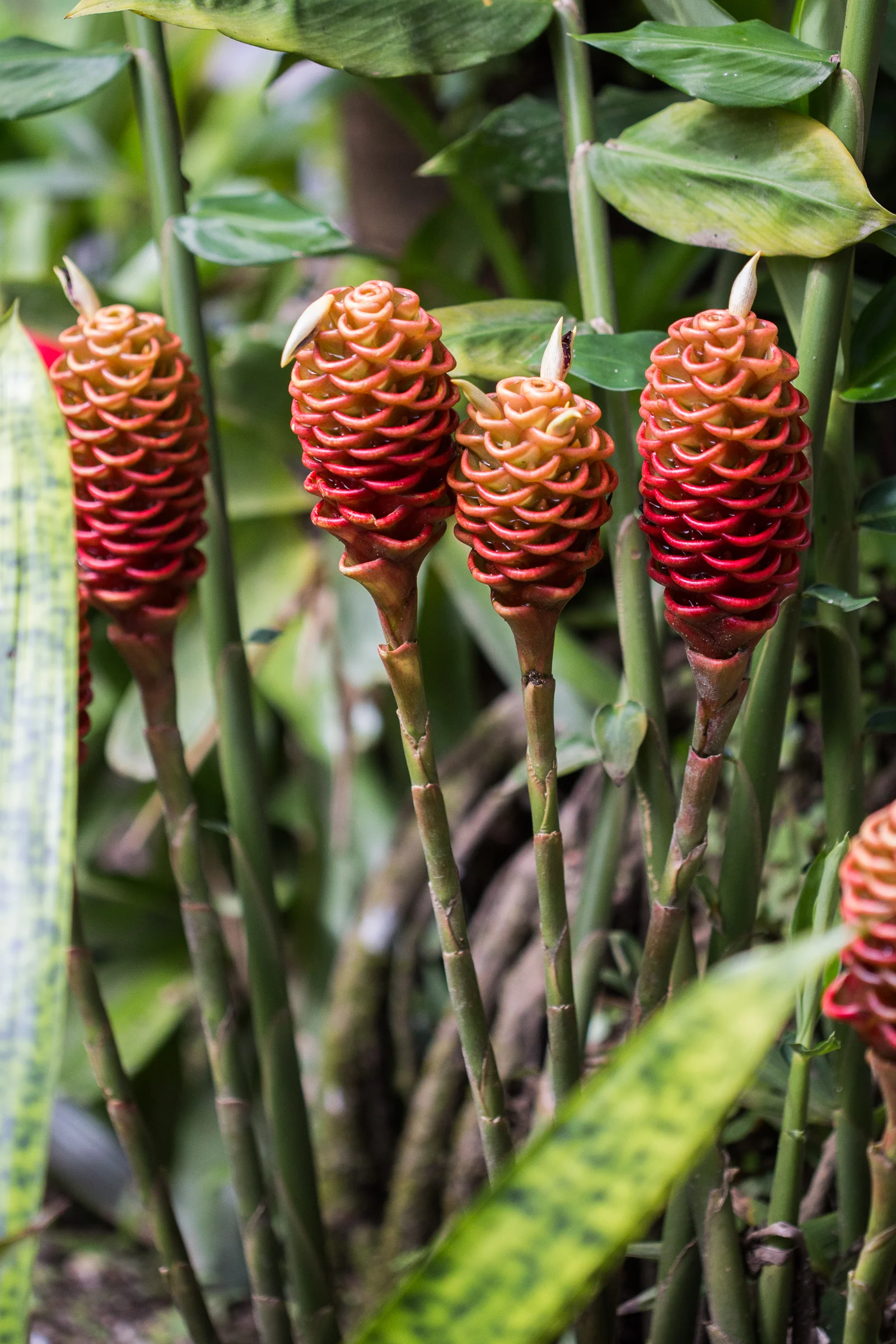 Erin's favorite flower-Shampoo Ginger or Maraca