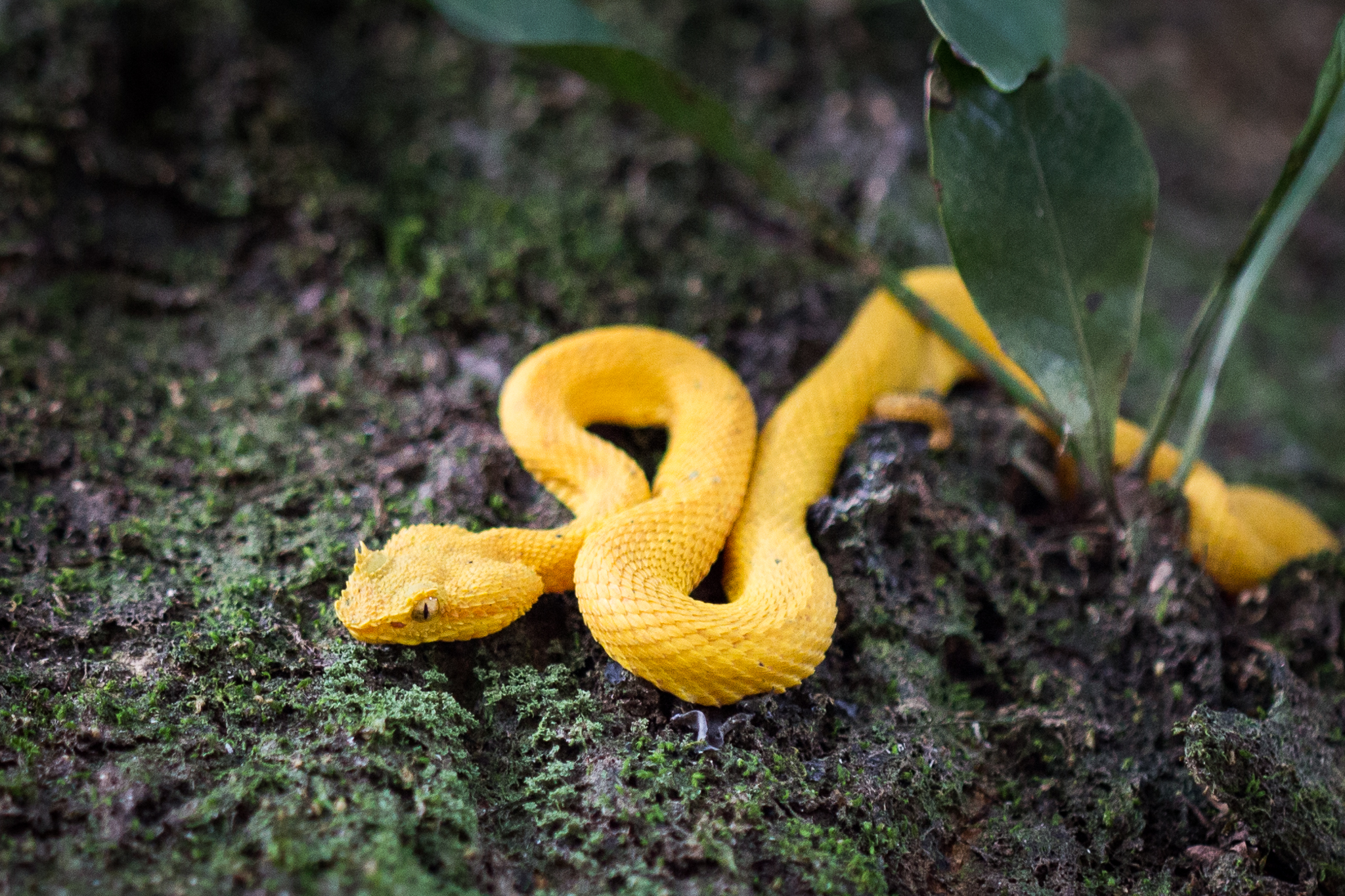 One of three snakes we saw at the national park. The biggest was about 6 feet long and slithered across the hiking trail in front of us!