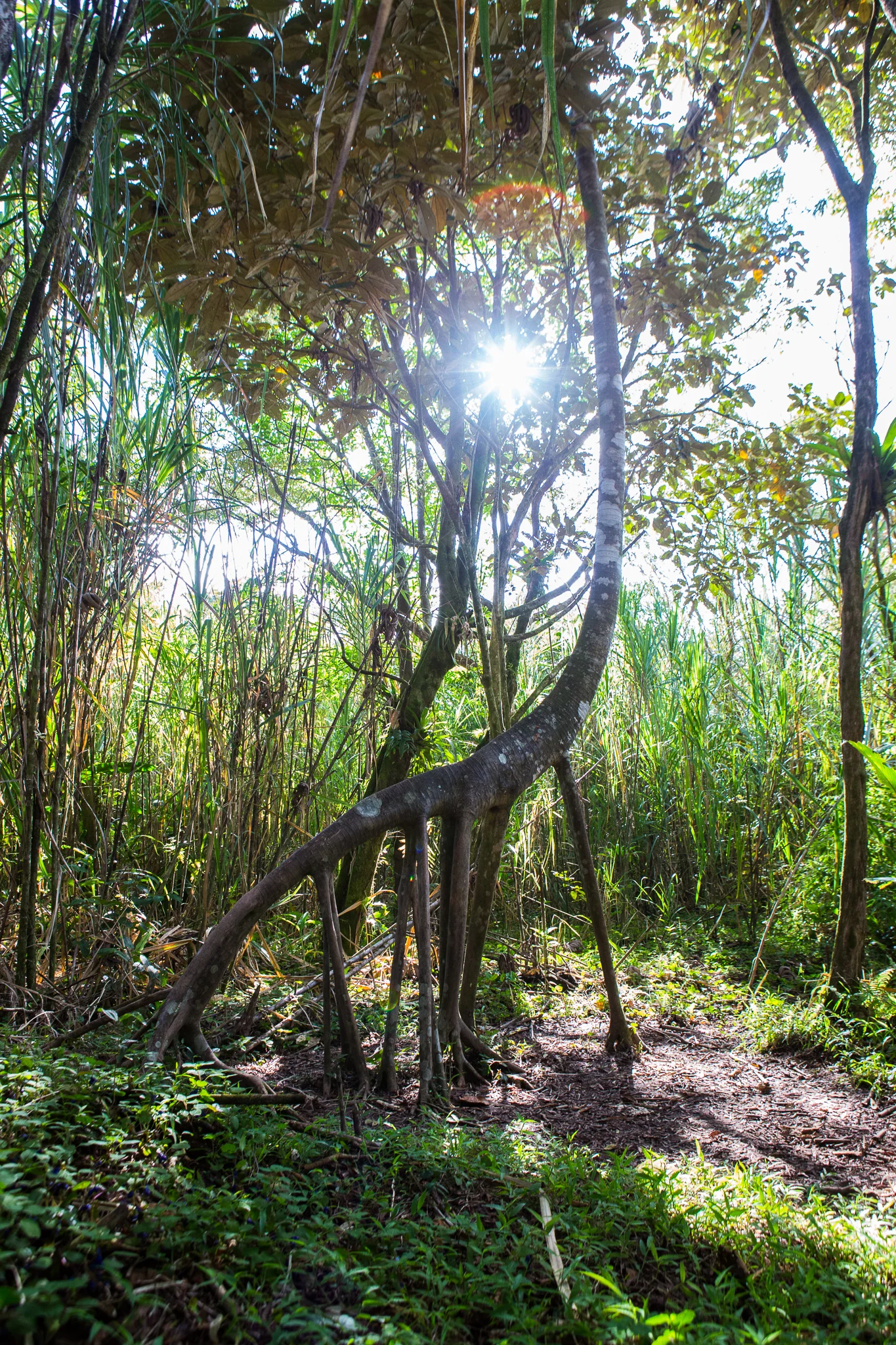 The giraffe tree had some impressive roots