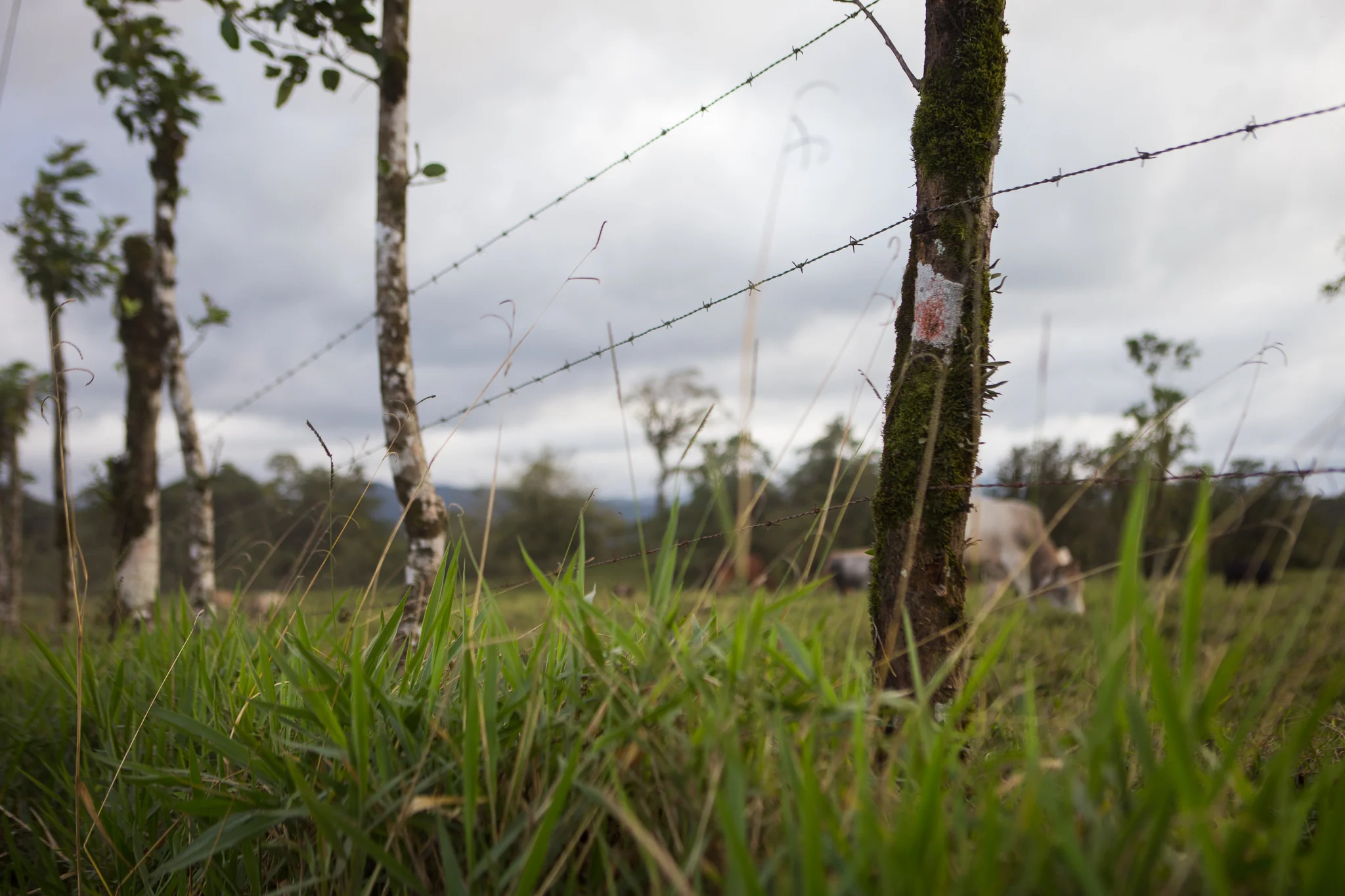 Something else that was very unique are the fences all over the farm land and properties. Barb wire was simply wrapped from tree to tree to create the fences. You would also see tree branches stuck into the ground as well to create the posts of fences.