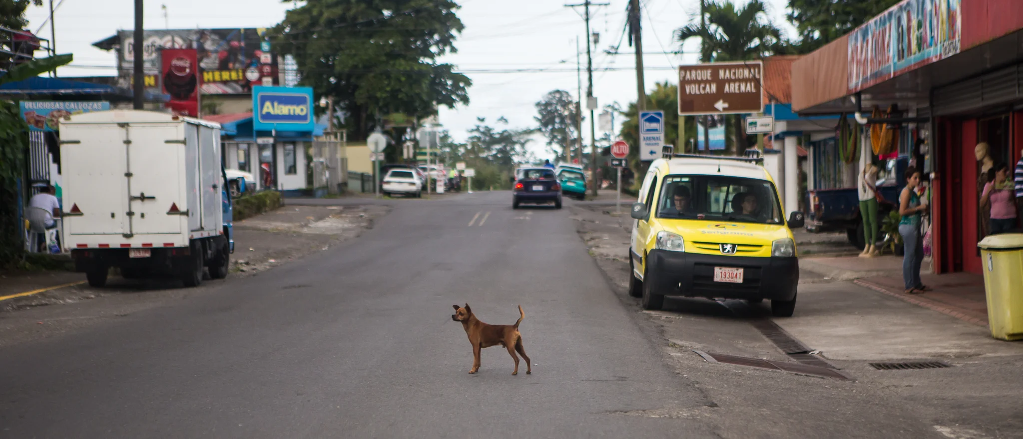 Dogs may out number people in Costa Rica. They were everywhere and mostly in the middle of the road. 