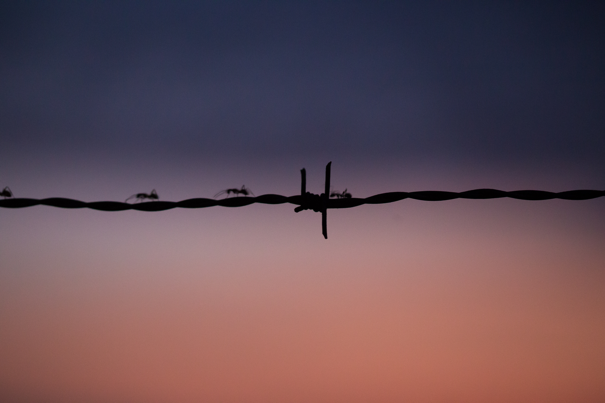 Attempted to catch the silhouettes of these worker ants against the sunrise lit sky. Didn't quite nail the focus, they were moving so fast!