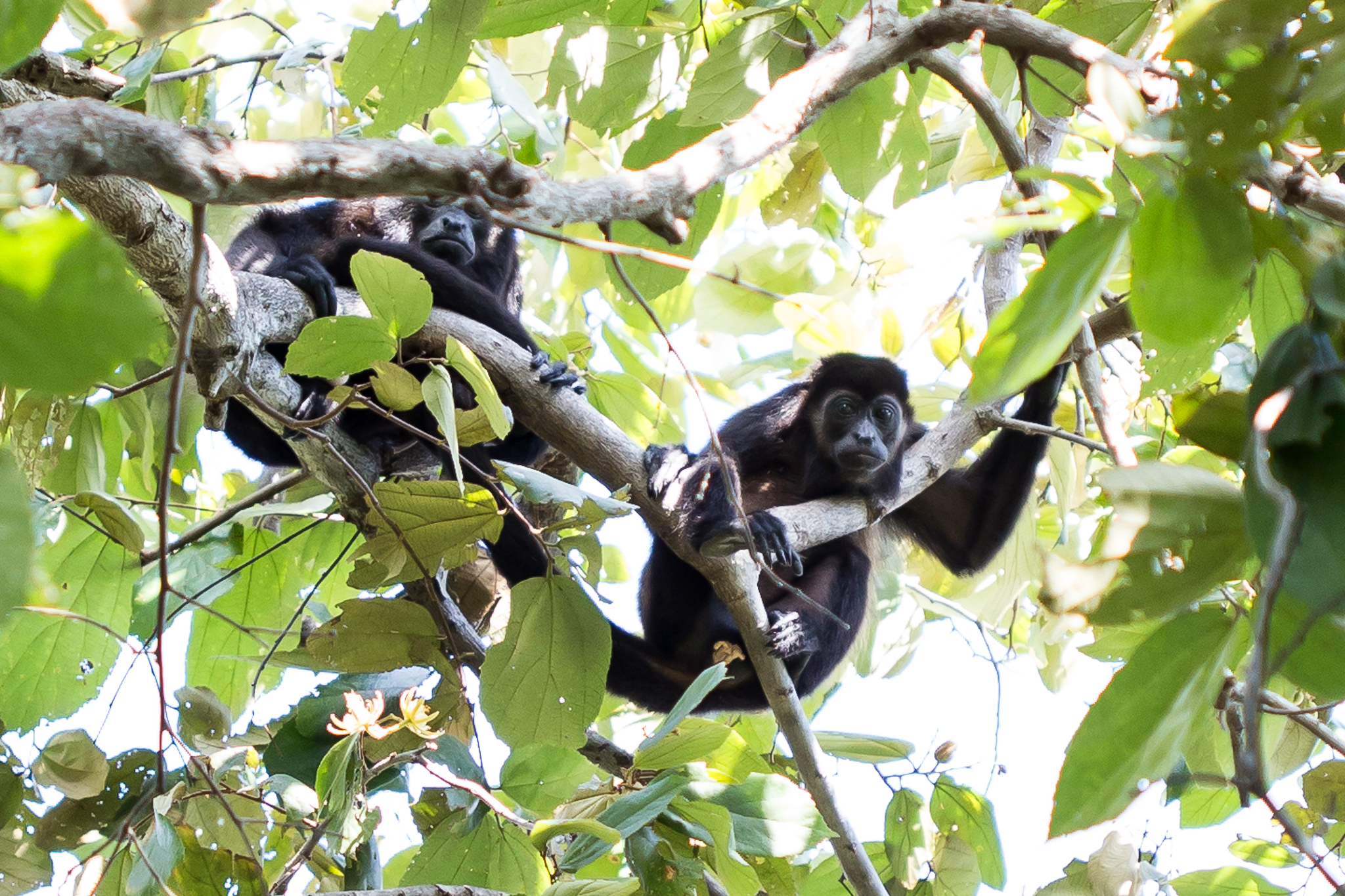 costarica-134-2.jpg
