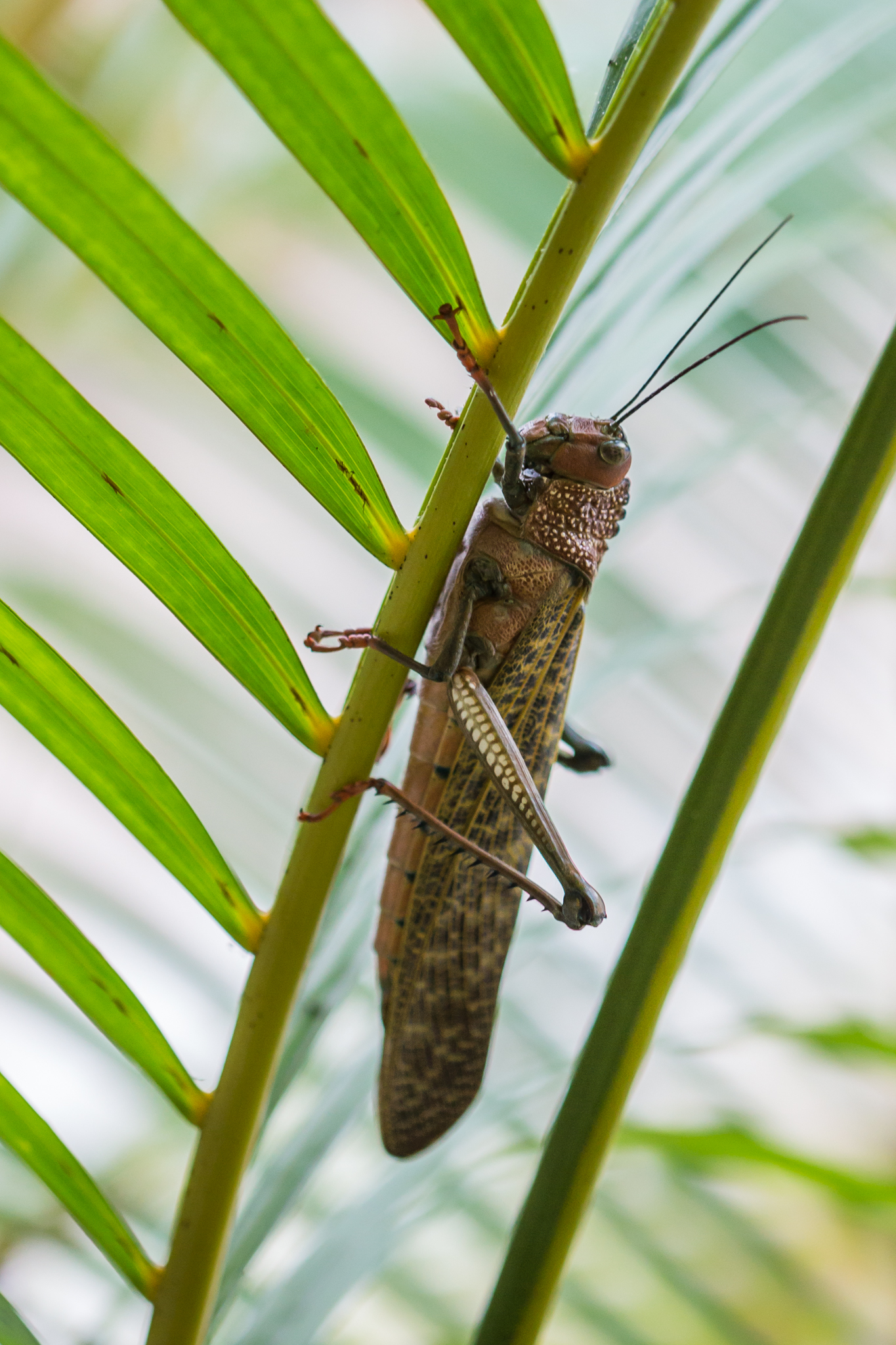 costarica-110-2.jpg