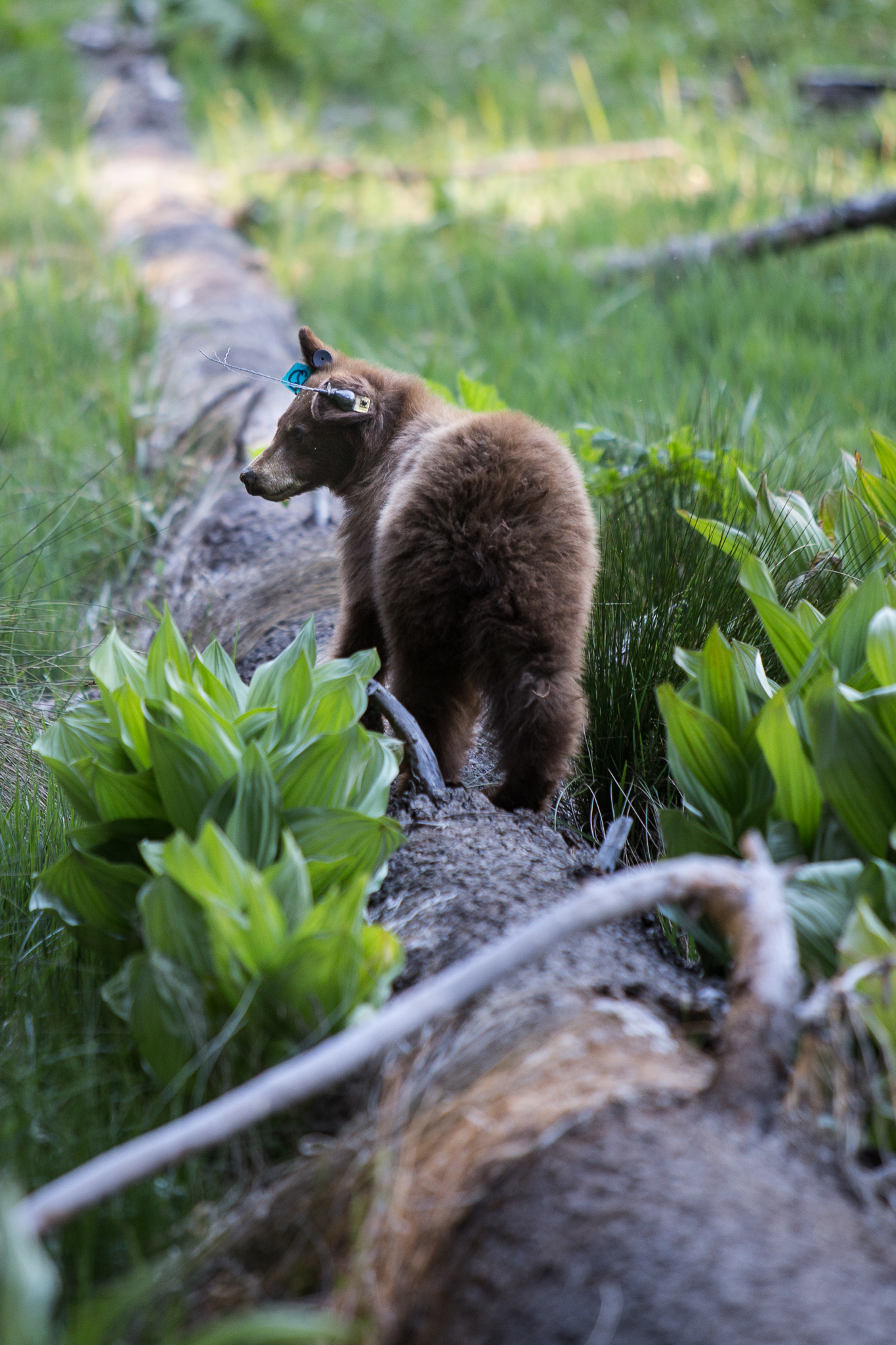 yosemite-8909.jpg